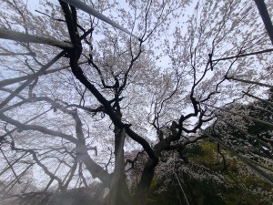 霞間ヶ渓（かまがたに）公園　枝垂れ桜
