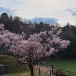 お花見