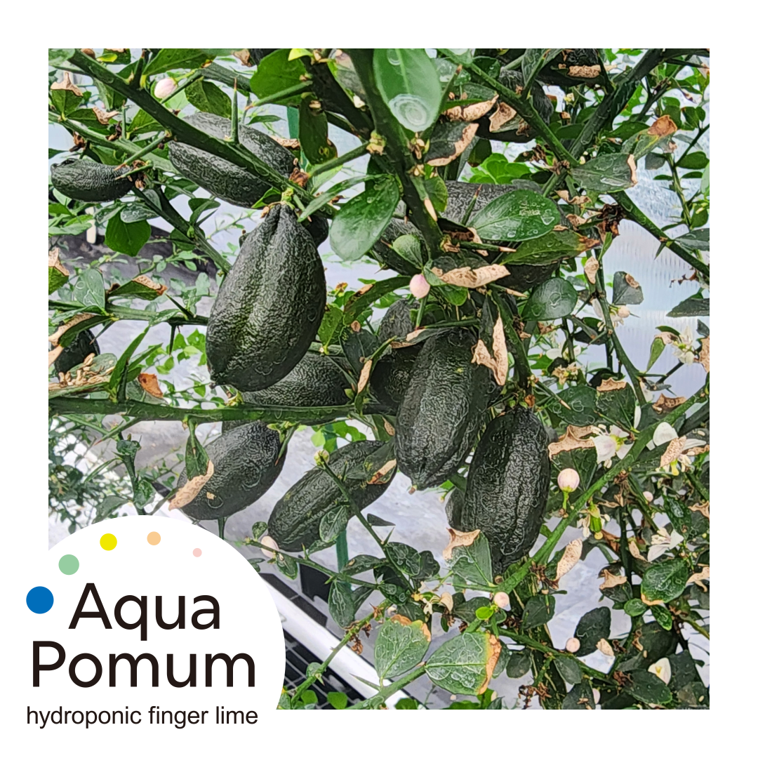 【Aquapomum】今季フィンガーライムの販売を開始