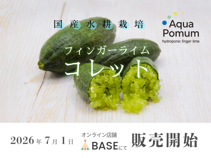 水耕栽培フィンガーライム　品種コレット　2026年7月1日オンラインで販売開始します。
https://aquapomum.base.shop/