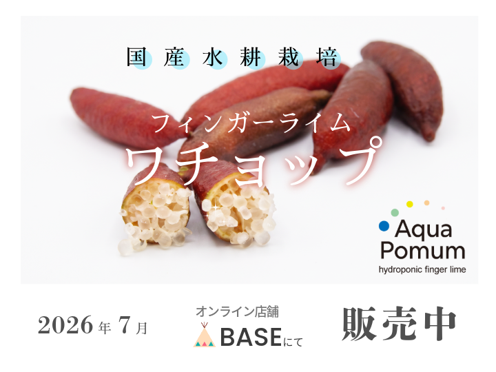 ECサイトBASEにて、水耕栽培ブランド【AquaPomum】の生果実フィンガーライム品種「ワチョップ」が販売中です。